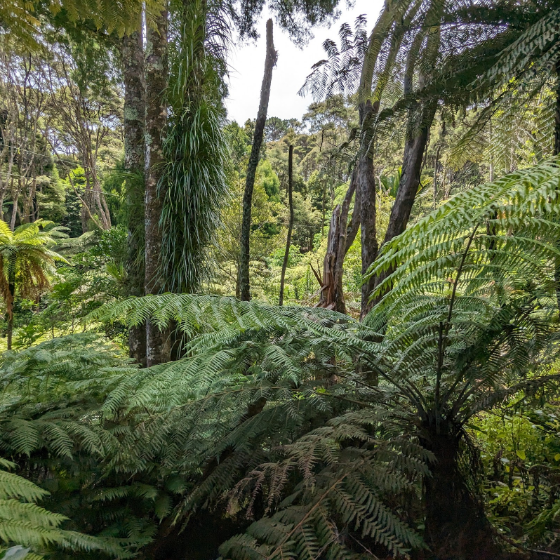 Driving Creek Railway Tours